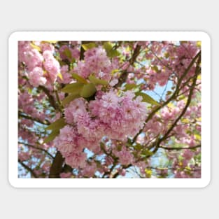 Pink cherry blossoms in spring with selective focus Sticker